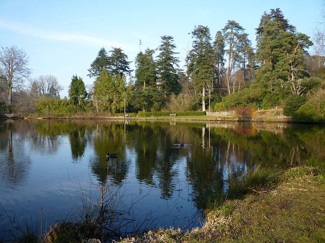 Lake Bedgebury