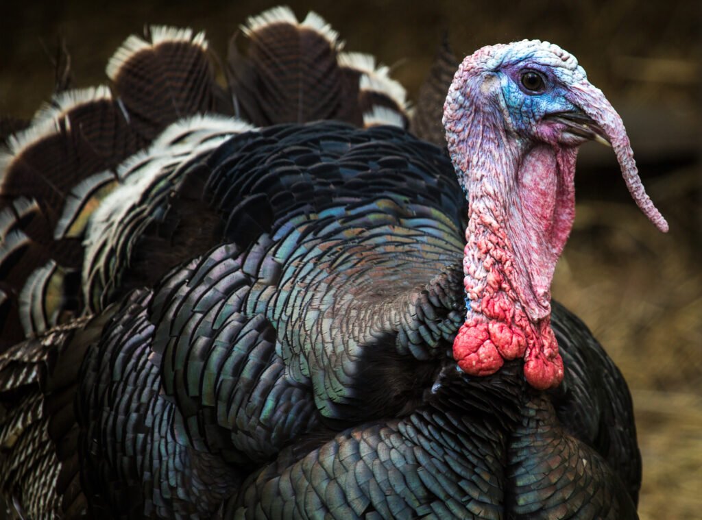 A male turkey with iridescent black feathers covering his body. He ha no feather up his neck or on his face. His skin is a pale pink to vivid red colour with the odd speckle of blue on his neck leading to a blue area surrounding his dark brown eyes. The tail feathers are not in focus behind his body and they have a white tip to them.