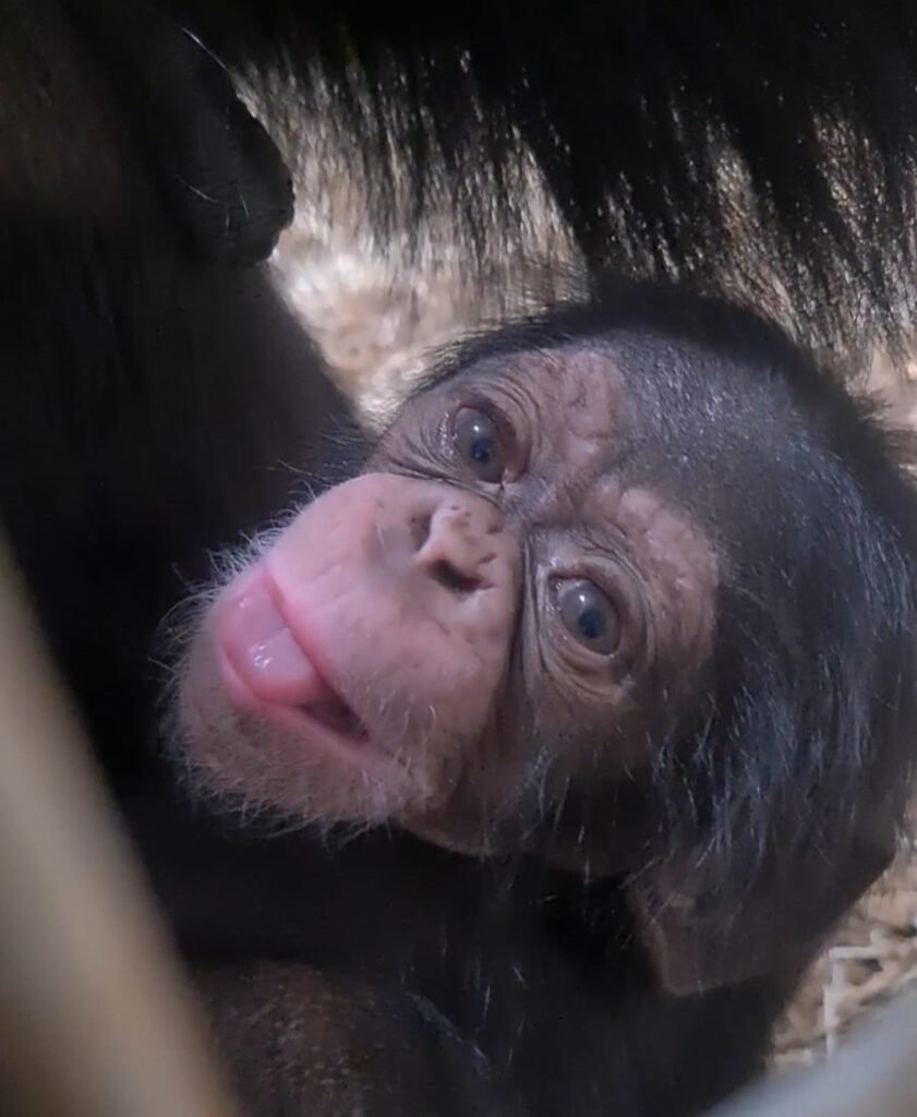 Close up of a baby Western chimpanzee's face. Her skin is a pink to lilac colour and isn't as wrinkled as it was when she was born. She has her lips slightly apart and has stuck her small pink tongue out of her lips. Her eyes have yet to turn a dark brown colour and they appear to be a dark green colour.